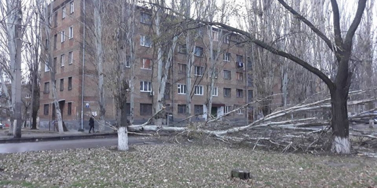 Вроде бы и ветра сильного не было: утро в Николаеве ознаменовалось «падежом» тополей
