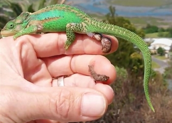 Интересно, а он им теперь папа? На руке заводчика хамелеон-мама произвела на свет 26 малышей