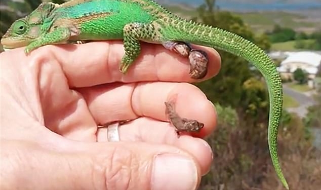 Интересно, а он им теперь папа? На руке заводчика хамелеон-мама произвела на свет 26 малышей