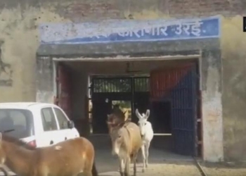 Жестокий человеческий мир: в Индии 8 ослов посадили в тюрьму