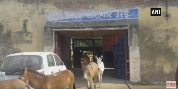 Жестокий человеческий мир: в Индии 8 ослов посадили в тюрьму