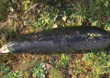 Не рассмотрел: в Германии пенсионер принял 5-килограммовый кабачок за бомбу времен Второй мировой войны