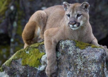 Страшнее скунса зверя нет – его даже пума боится