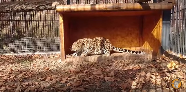 Чтобы амурских леопардов было больше: Рона из Николаевского зоопарка поехала в Приморский сафари-парк 1