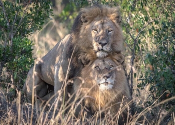 В Кении чиновник решил, что два льва-гея должны получать терапию