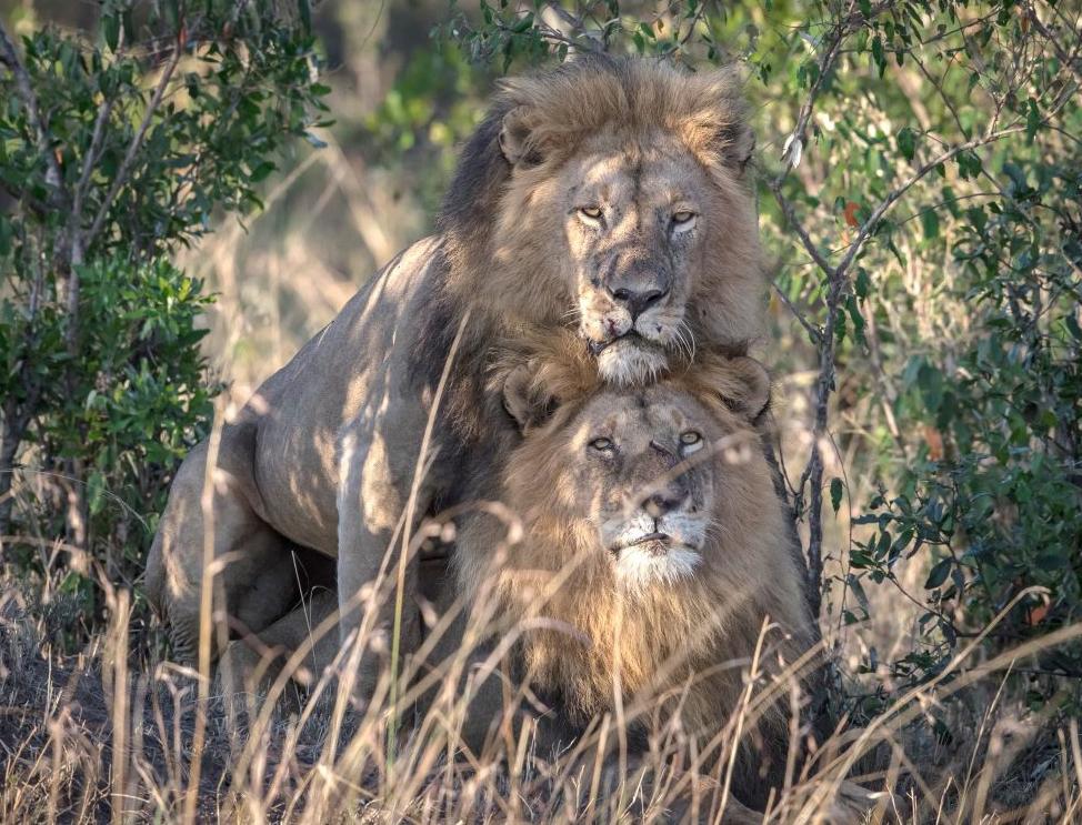 В Кении чиновник решил, что два льва-гея должны получать терапию 1