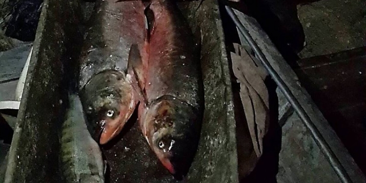 В Николаевской области задержали браконьера – вместе с уловом, патронами и взрывчаткой