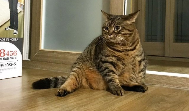 Как не стыдно: коту подсунули резиновую рыбу, и он поверил!