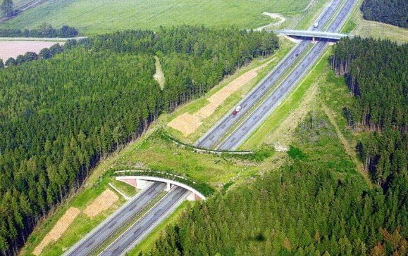 Переходы для зверей. В Украине начнут строить экодуки над или под дорогами