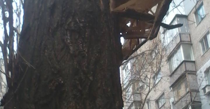 Не было бы счастья: рухнувший на дом в Николаеве аварийный тополь, который жильцы дома давно просили снести, теперь убран