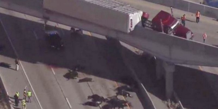 Коровий десант: с моста на автомобили упали 25 коров