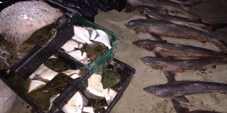 Рыбная ОПГ. В Николаевской области нанесли удар по рыбной мафии