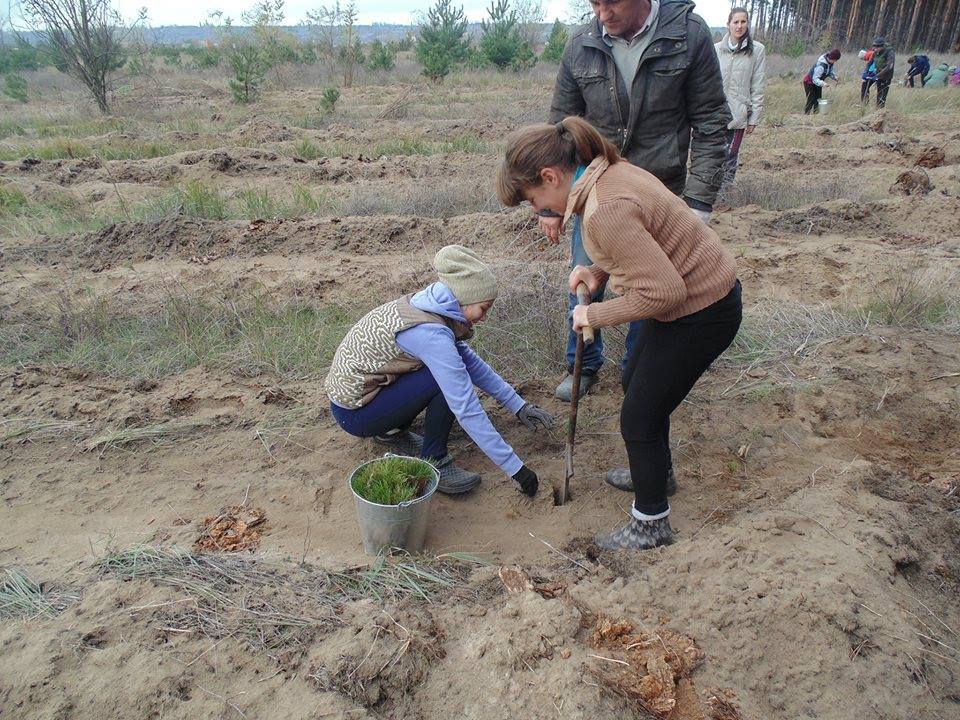 На Николаевщине волонтеры высадили около 20 тысяч сеянцев крымской сосны 7