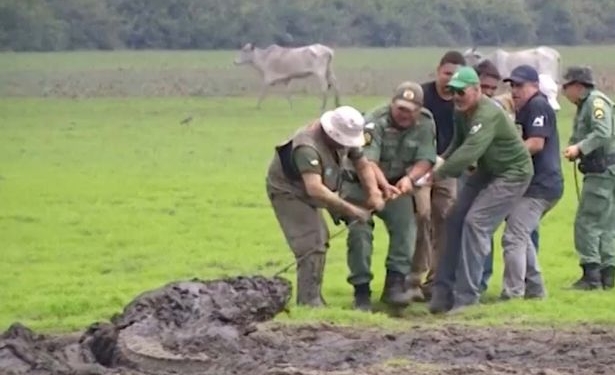 В Бразилии жуткая засуха. Спасатели приходят на помощь всем зверям, в том числе и аллигаторам