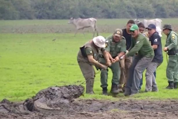 В Бразилии жуткая засуха. Спасатели приходят на помощь всем зверям, в том числе и аллигаторам 5