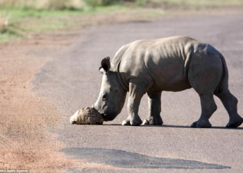В нем живет душа ГАИшника? Маленький носорог отодвинул черепаху на обочину асфальтированной дороги