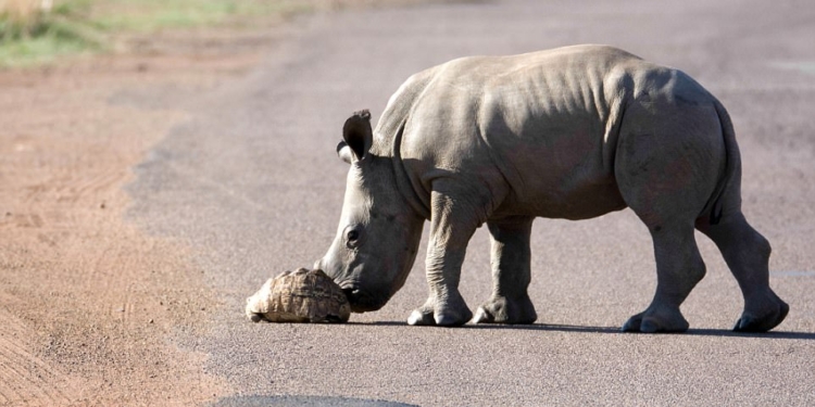 В нем живет душа ГАИшника? Маленький носорог отодвинул черепаху на обочину асфальтированной дороги