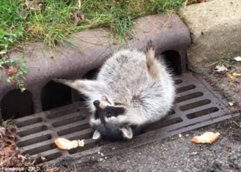 «Потому что кто-то слишком много ел!»: в США спасали застрявшего в решетке ливнестока енота