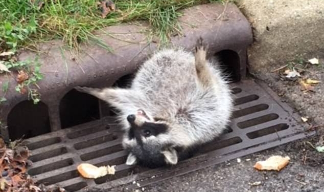 «Потому что кто-то слишком много ел!»: в США спасали застрявшего в решетке ливнестока енота
