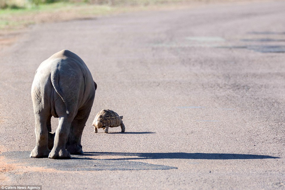 В нем живет душа ГАИшника? Маленький носорог отодвинул черепаху на обочину асфальтированной дороги 7