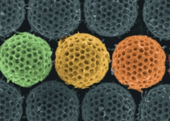 Современный плащ-невидимка: ученые создали материал, поглощающий 99% света