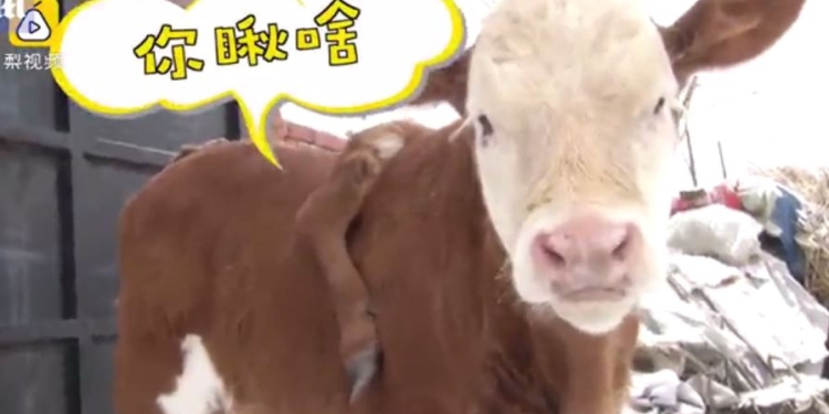 Нужна, как пятая нога? А если с ней родился?