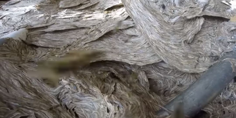 Опасная работа. Истребитель ос показал самое огромное их гнездо