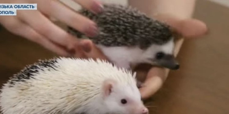 Колючка ежовая, но карликовая и африканская. Новая мода на домашних животных