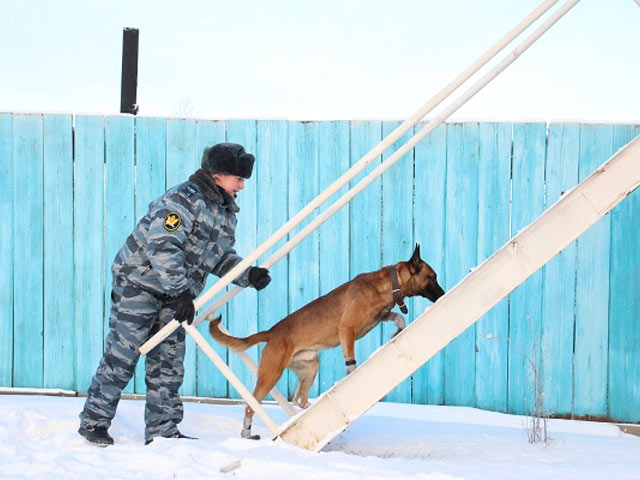 В РФ клонированных собак используют для охраны зэков 6