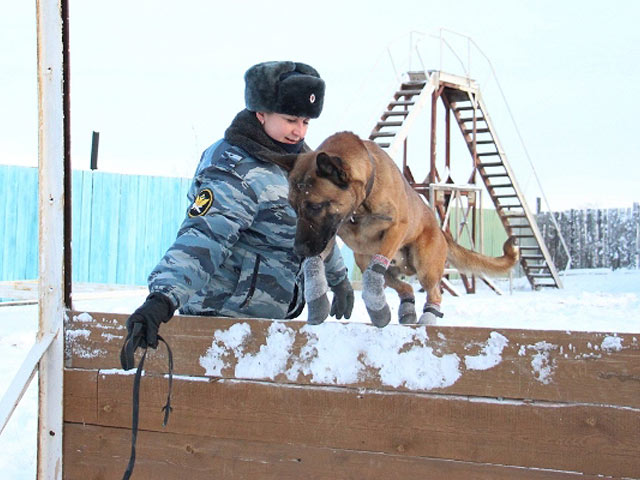 В РФ клонированных собак используют для охраны зэков 7