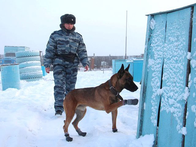 В РФ клонированных собак используют для охраны зэков 9