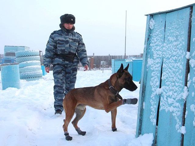 В РФ клонированных собак используют для охраны зэков 10