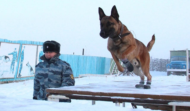 В РФ клонированных собак используют для охраны зэков