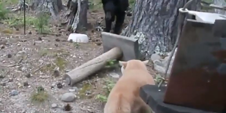 Страшнее кошки зверя нет. Кот даже медведя прогнать может, но маленького