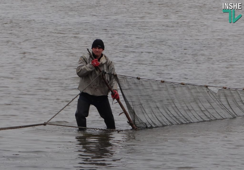 Рыбы в Южном Буге будет больше. Компания «НИБУЛОН» выпустила в реку еще более 6 тонн малька 5