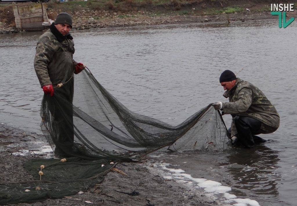 Рыбы в Южном Буге будет больше. Компания «НИБУЛОН» выпустила в реку еще более 6 тонн малька 7