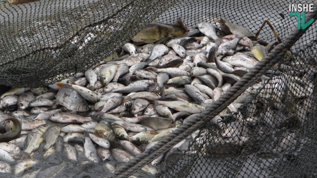 Рыбы в Южном Буге будет больше. Компания «НИБУЛОН» выпустила в реку еще более 6 тонн малька 9