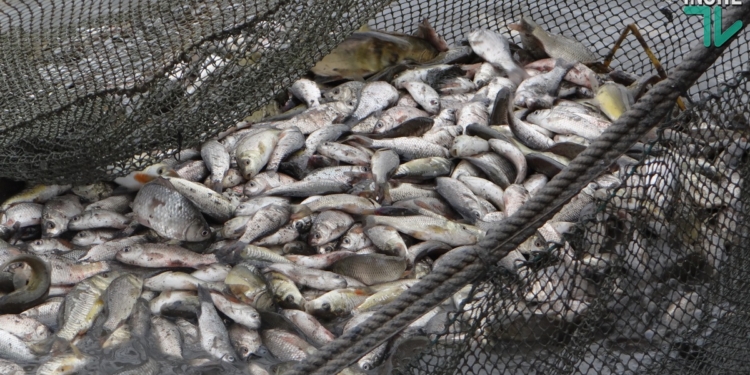 Рыбы в Южном Буге будет больше. Компания «НИБУЛОН» выпустила в реку еще более 6 тонн малька