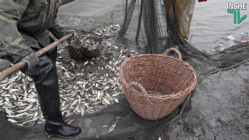 Рыбы в Южном Буге будет больше. Компания «НИБУЛОН» выпустила в реку еще более 6 тонн малька 11
