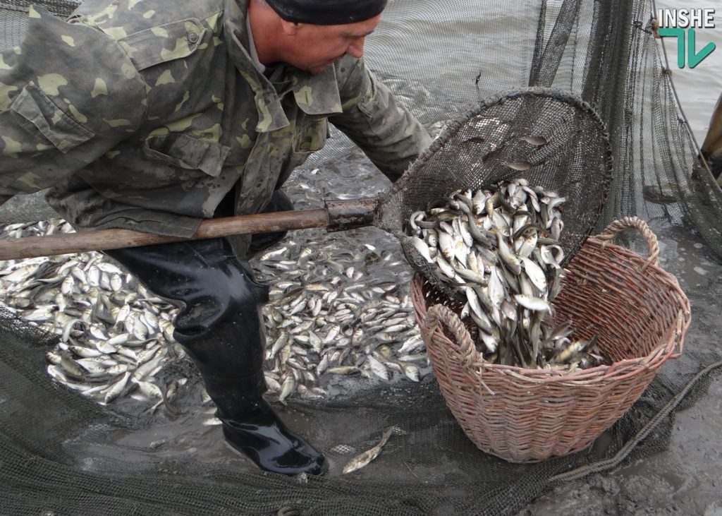 Рыбы в Южном Буге будет больше. Компания «НИБУЛОН» выпустила в реку еще более 6 тонн малька 13
