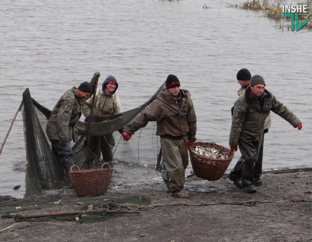 Рыбы в Южном Буге будет больше. Компания «НИБУЛОН» выпустила в реку еще более 6 тонн малька 1