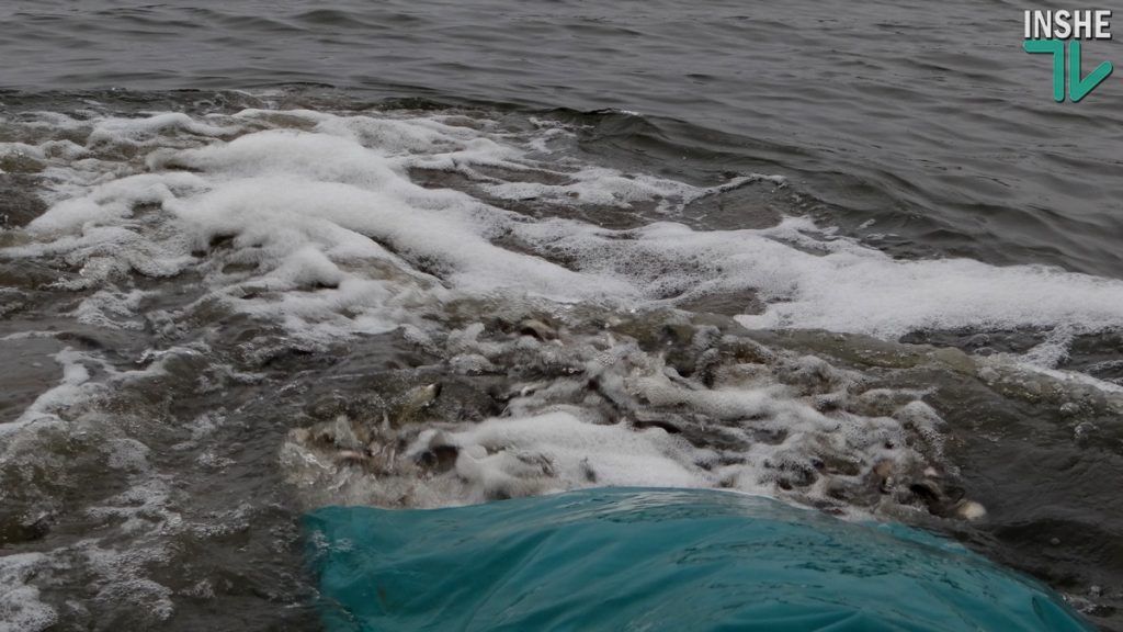 Рыбы в Южном Буге будет больше. Компания «НИБУЛОН» выпустила в реку еще более 6 тонн малька 15
