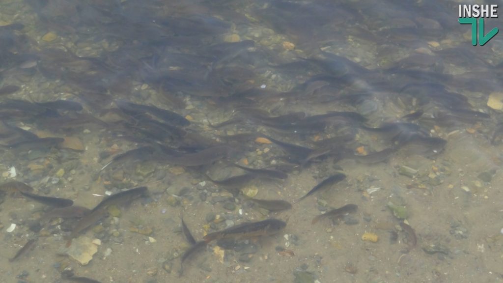 Рыбы в Южном Буге будет больше. Компания «НИБУЛОН» выпустила в реку еще более 6 тонн малька 19
