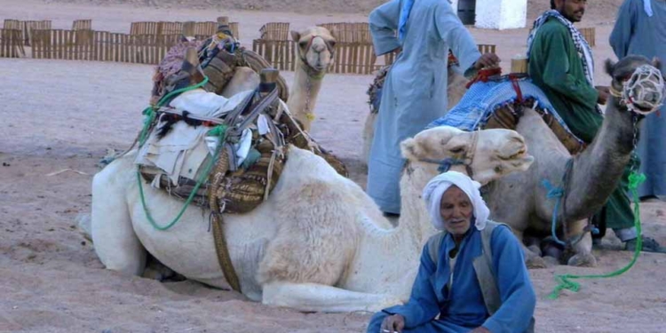 Достало. Синайские бедуины вышли на тропу войны