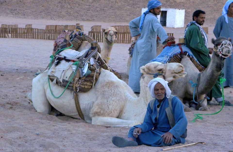 Достало. Синайские бедуины вышли на тропу войны 1