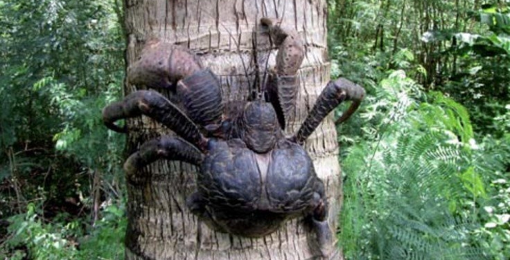 Странности природы. Кокосовые раки охотятся на птиц. Успешно