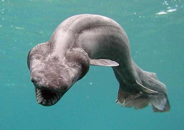 В Португалии поймали доисторическую акулу-монстра 1