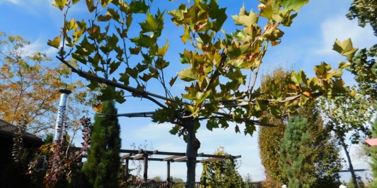 До конца ноября в Николаеве высадят 224 дерева и 900 кустов (ДОКУМЕНТ)