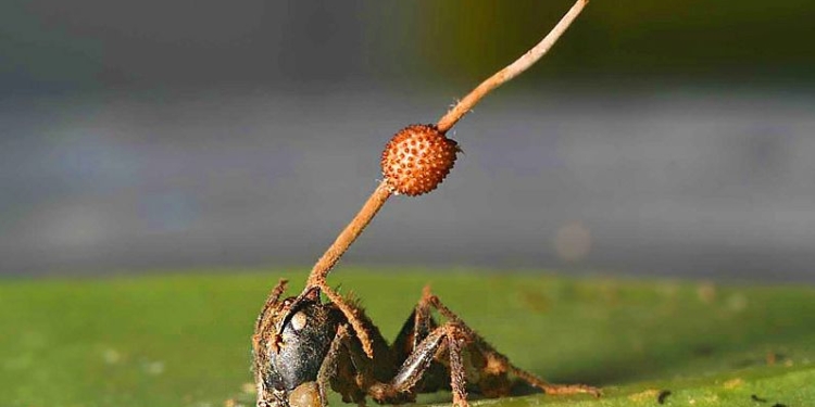 Зомби существуют – доказано учеными