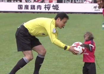 Обезьянка, вынесшая мяч арбитру, покорила Сеть